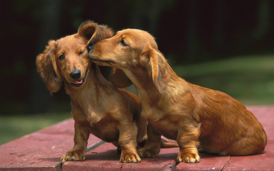 Accoppiamento cani: come funziona, le regole