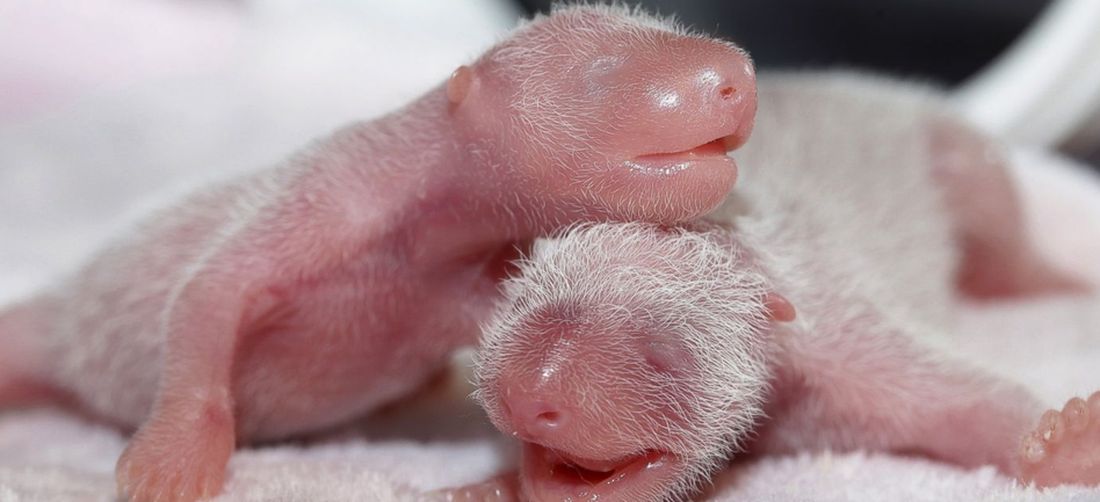 Immagini incredibili: i primi 100 giorni di un panda