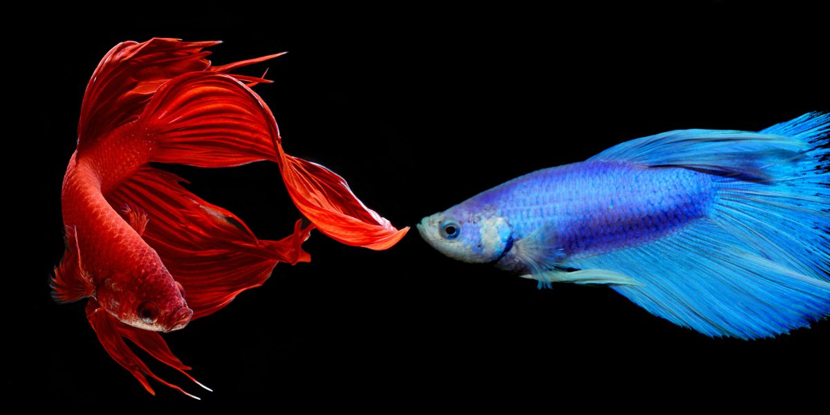Pesce Combattente: riproduzione e convivenza