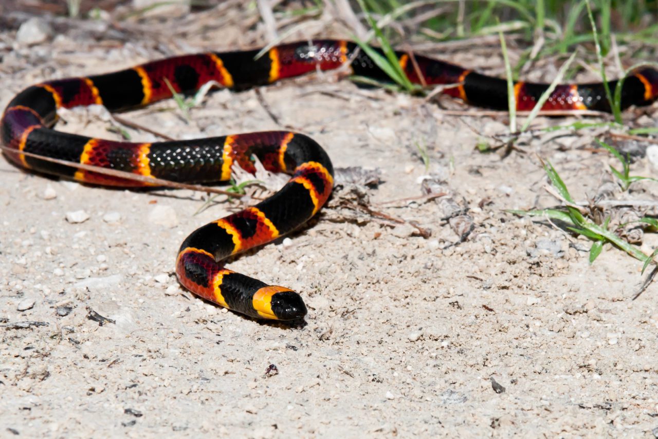 Serpente Corallo vero o falso: come riconoscerlo