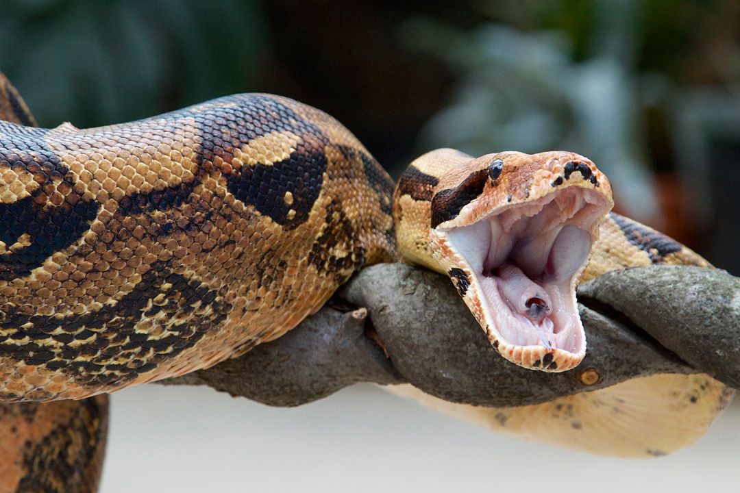 california constrictor snakes