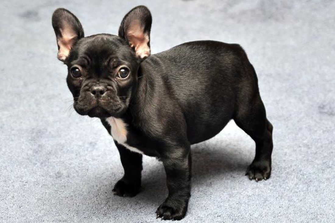 Un bulldog implorante [VIDEO]
