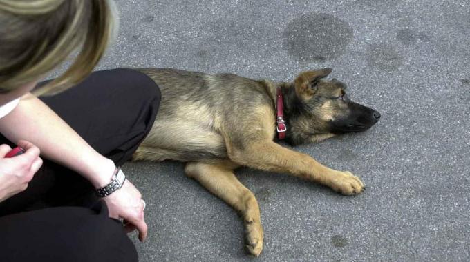 Avvelenati 16 cani a Genova: si cerca un serial killer