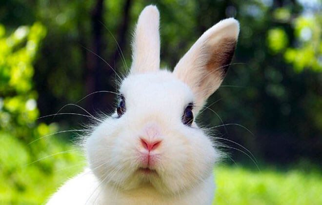 Bimbo picchia un coniglio al parco e un passante lo rimprovera: la mamma lo difende