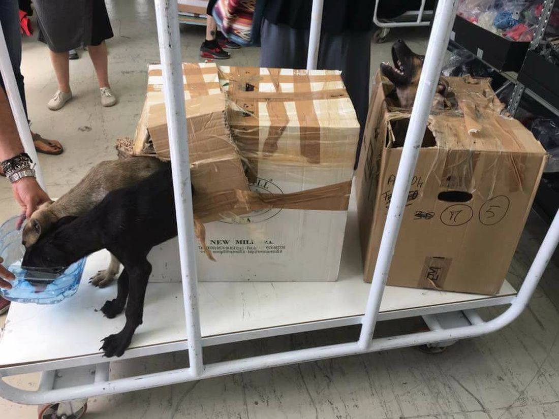 Immagini shock: cuccioli stipati negli scatoloni chiusi col nastro adesivo