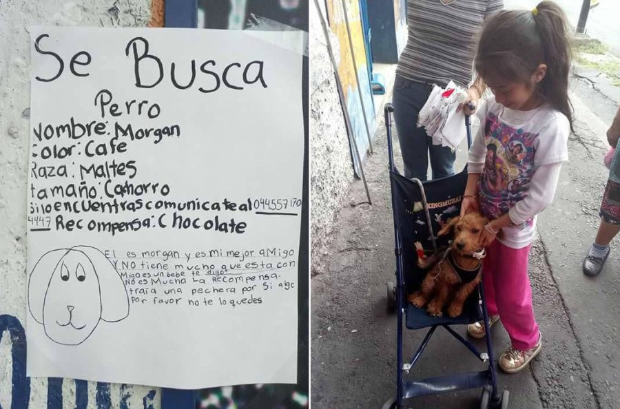 La bimba perde il cane, ma non ha sue foto: fa un disegno e...