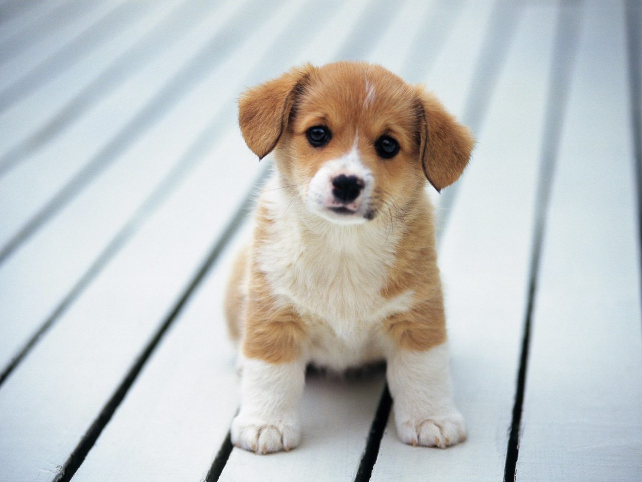 Qual è l'età giusta per addestrare un cane?
