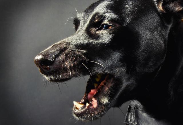 Se il cane soffoca: come capirlo in tempo e come intervenire