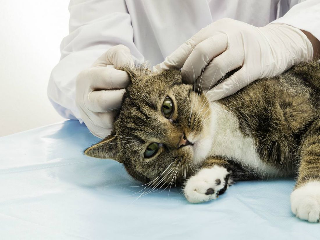 “L’esperto risponde”: l'eczema atopico nel gatto