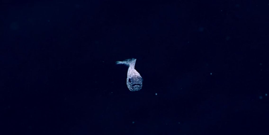 Le incredibili immagini del pesce fantasma