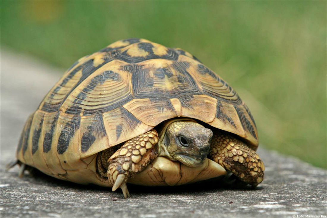 “L’esperto risponde”: la micoplasmosi nelle tartarughe