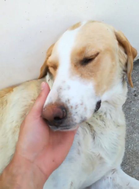 Mamma cane allatta un gattino: era solo e aveva bisogno di lei [VIDEO]