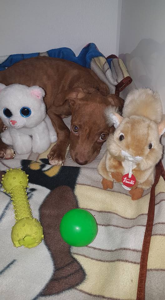 Rosalia, il cucciolo di Pit Bull scheletrico che non riesce ad alzare la testa [VIDEO]