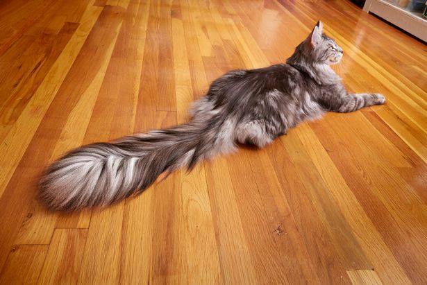 Cygnus, il gatto con la coda più lunga del mondo [FOTO]