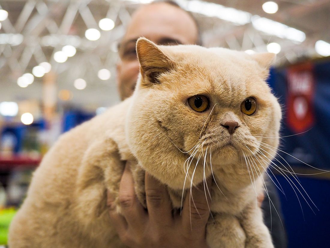 “QuattroZampeInFiera”: a Napoli l’evento più atteso per cani e gatti