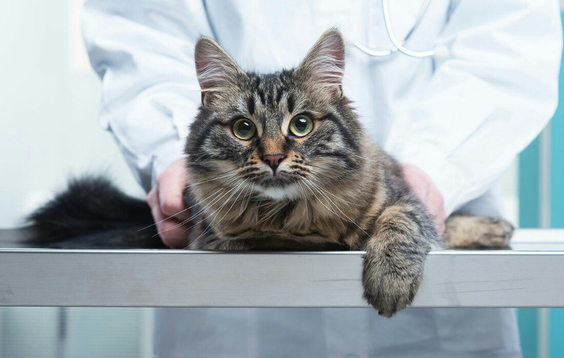 Cistite gatto: cosa fare, rimedi e consigli