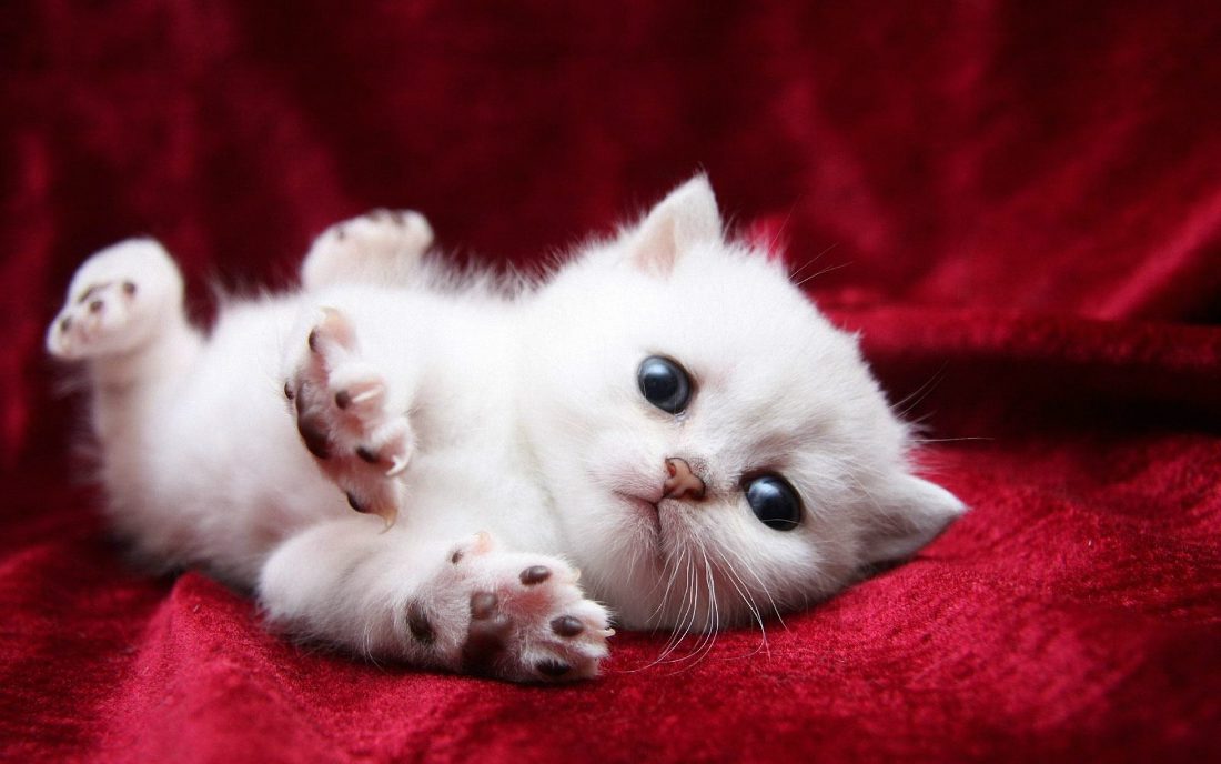 Foto di gatti: 7 felini bellissimi