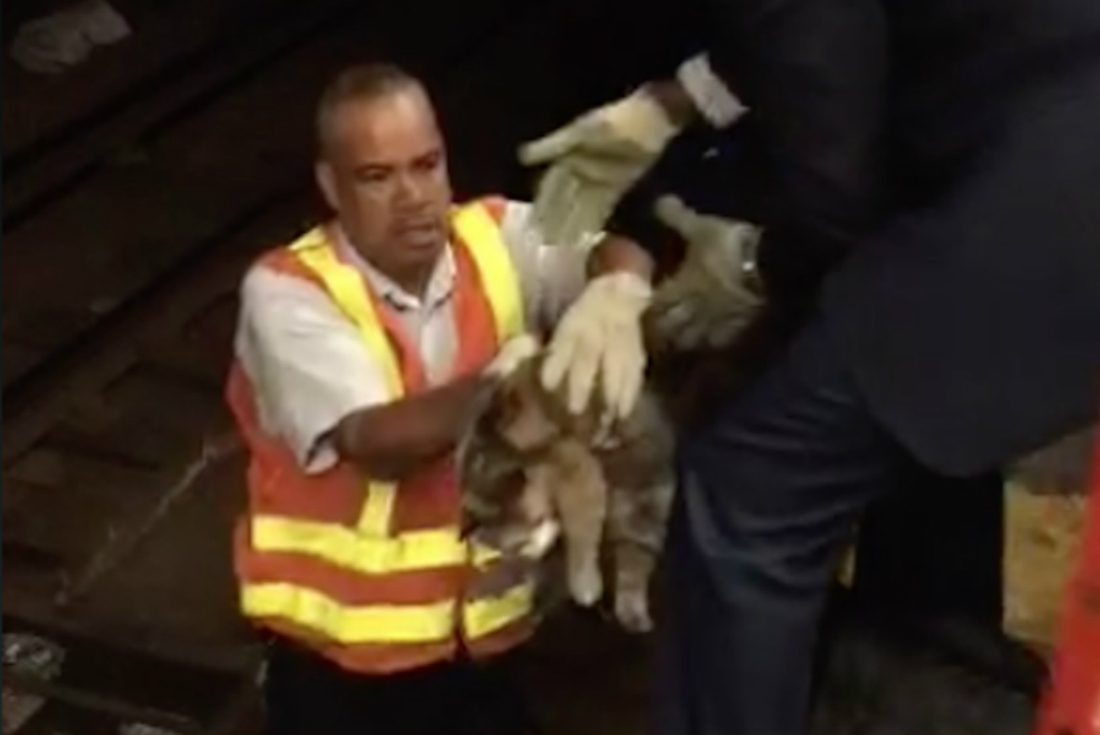Gatto in pericolo sui binari: metropolitana chiusa per salvarlo