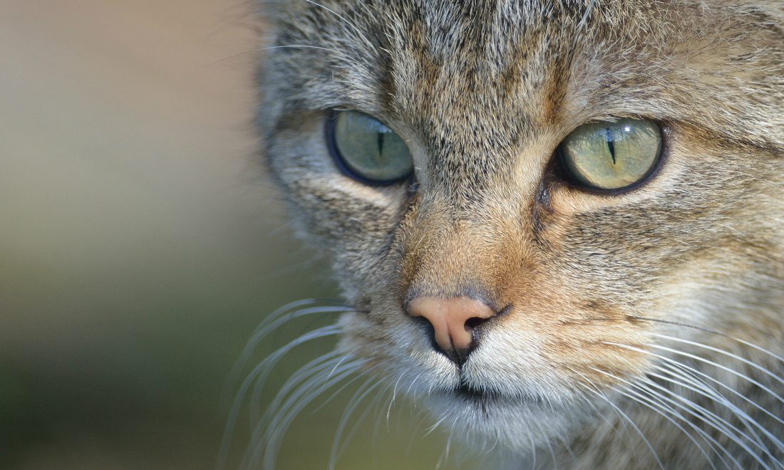 Gatto selvatico