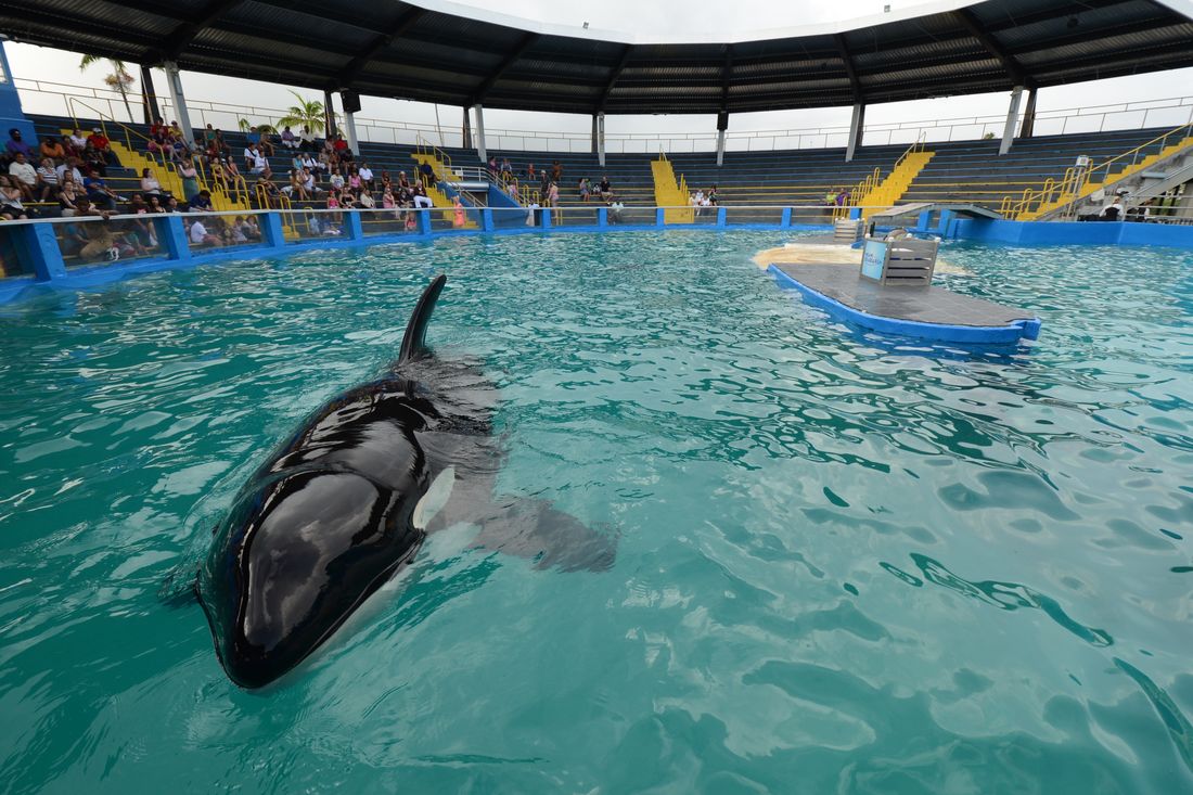 Lolita: l’orca abbandonata a se stessa durante l’uragano [VIDEO]