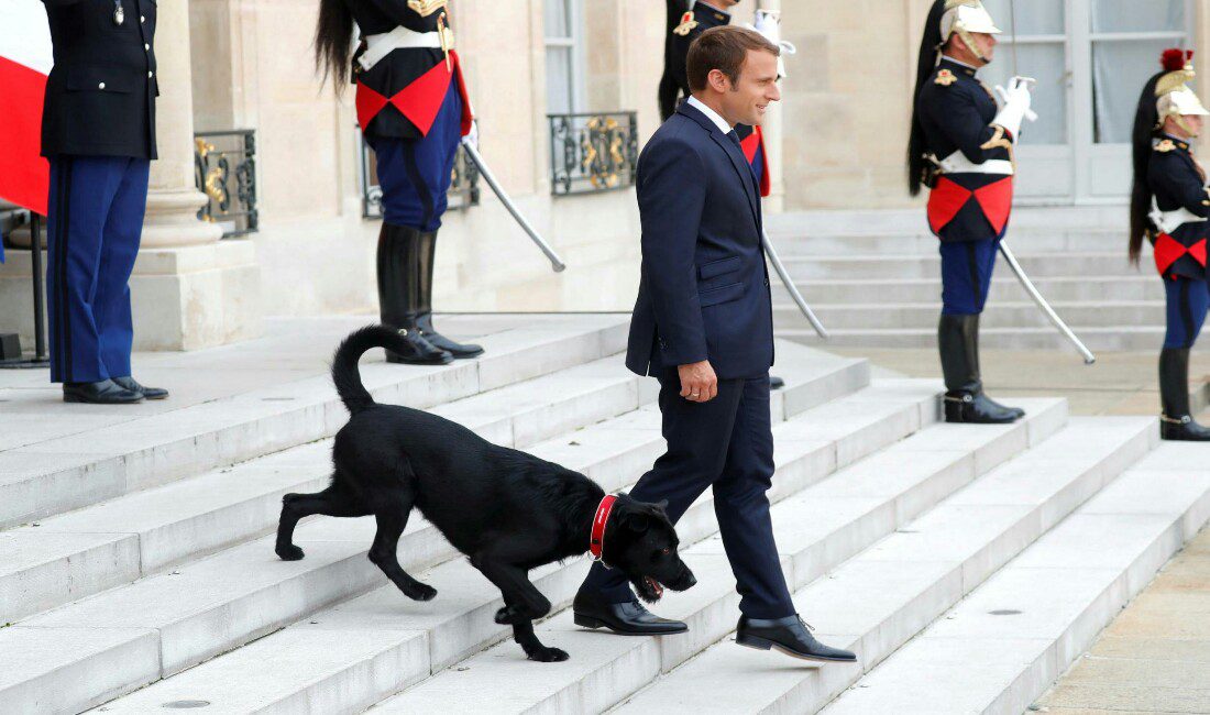 Emmanuel Macron adotta un cane dal canile: il suo nome è Nemo