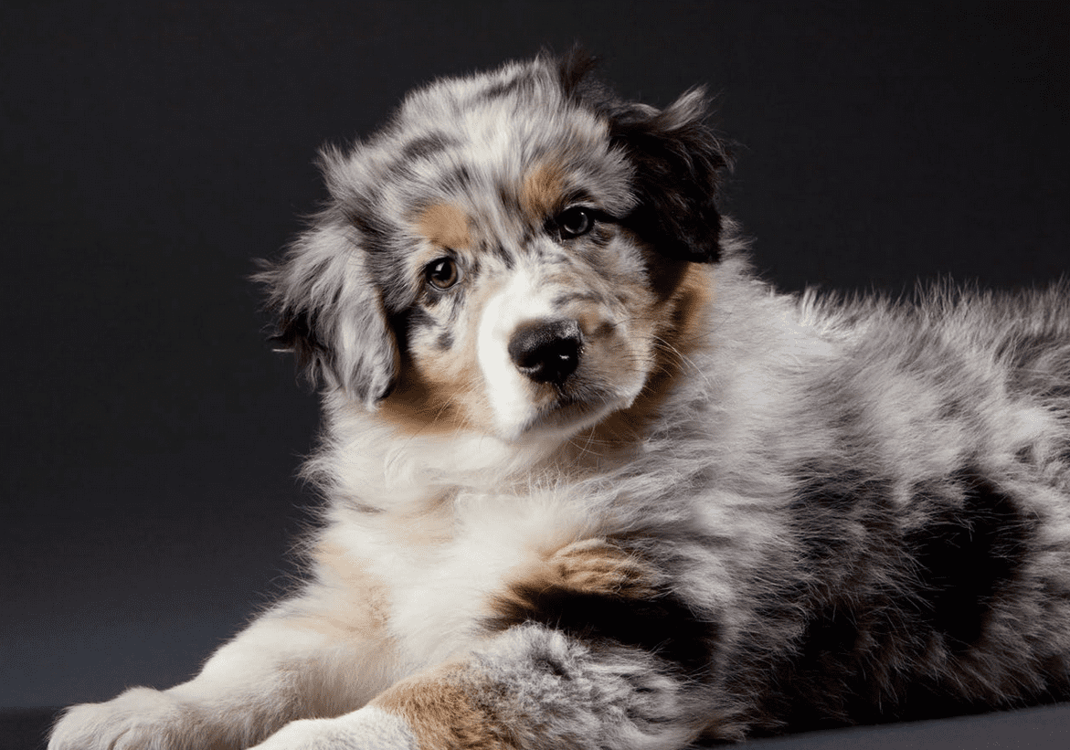 Pastore Australiano: scheda dell'Australian Sheperd