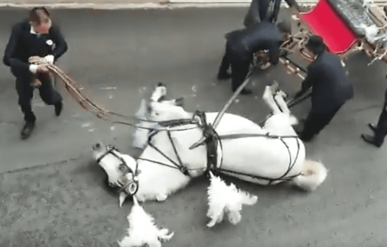 Cavallo stramazza al suolo mentre traina una carrozza a un matrimonio: il video fa il giro del web