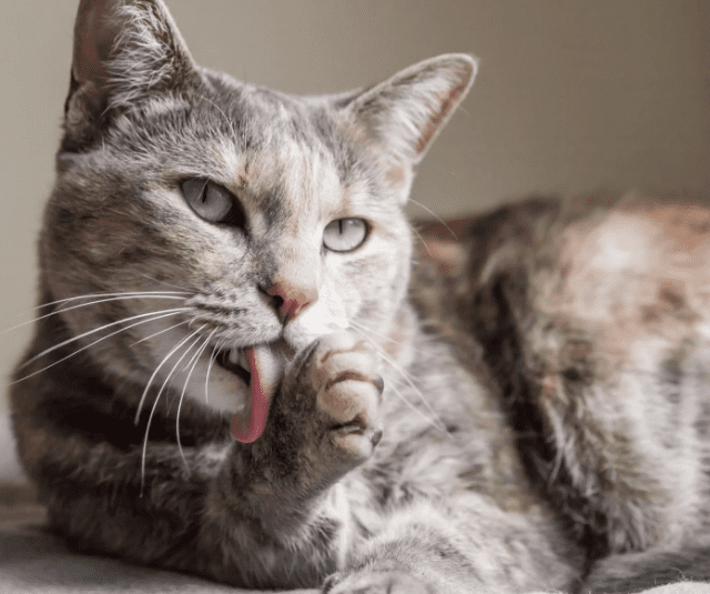 Gatto con diabete: quanto vive?