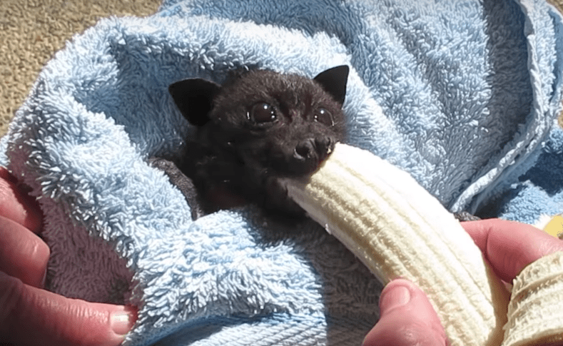 Il pipistrello mangia la banana e... [VIDEO]
