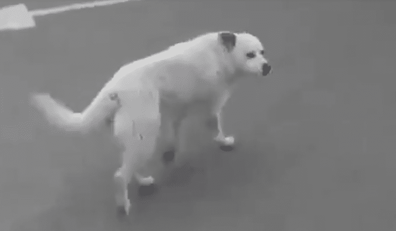 Come un cane randagio reagisce alle carezze: il video diventa virale