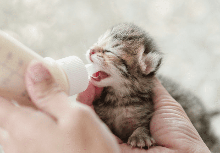 Volete fare la balia di gatti? In arrivo un corso per specializzarsi