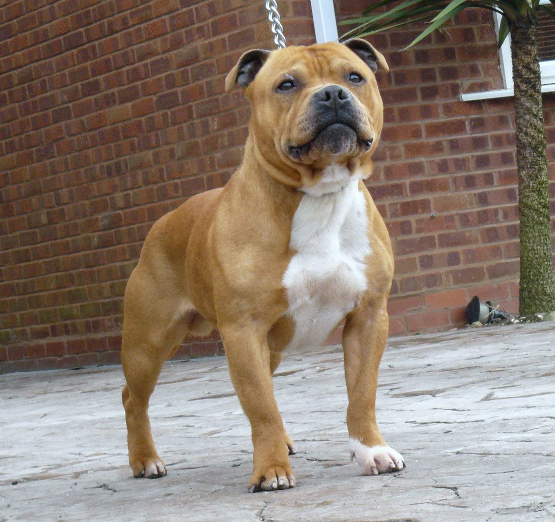 Shock a Londra: cane ingerisce crack e sbrana il suo proprietario