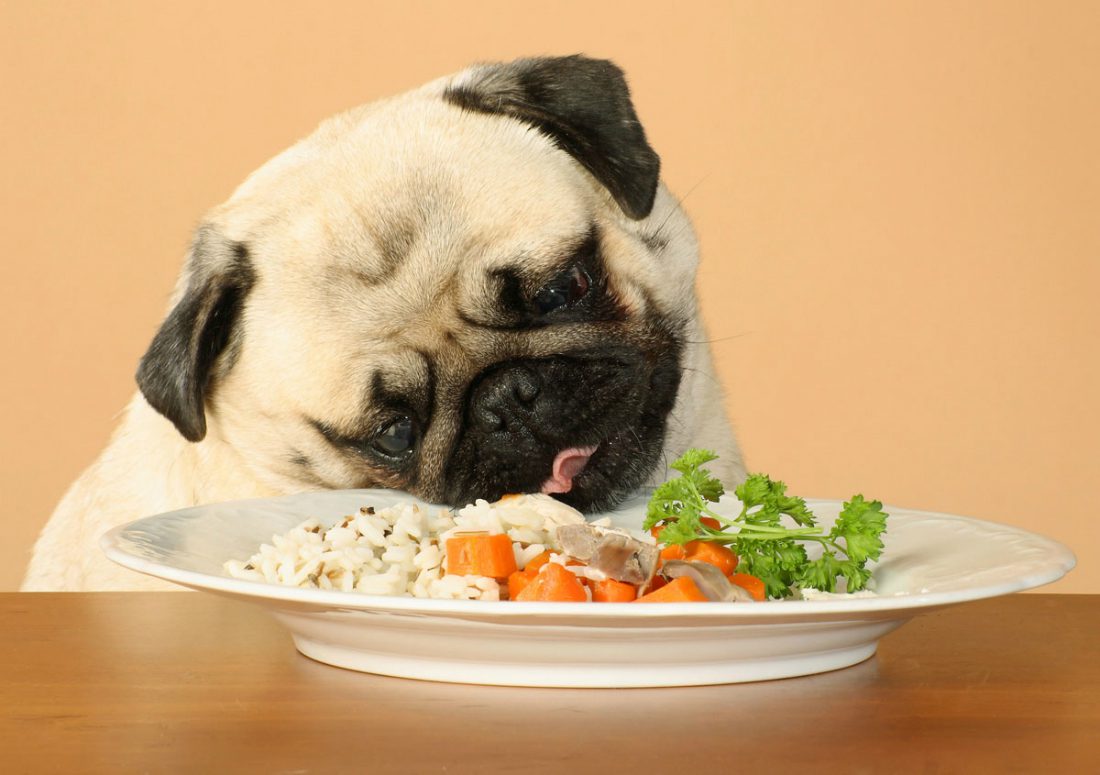 Diarrea cane: cosa dargli da mangiare