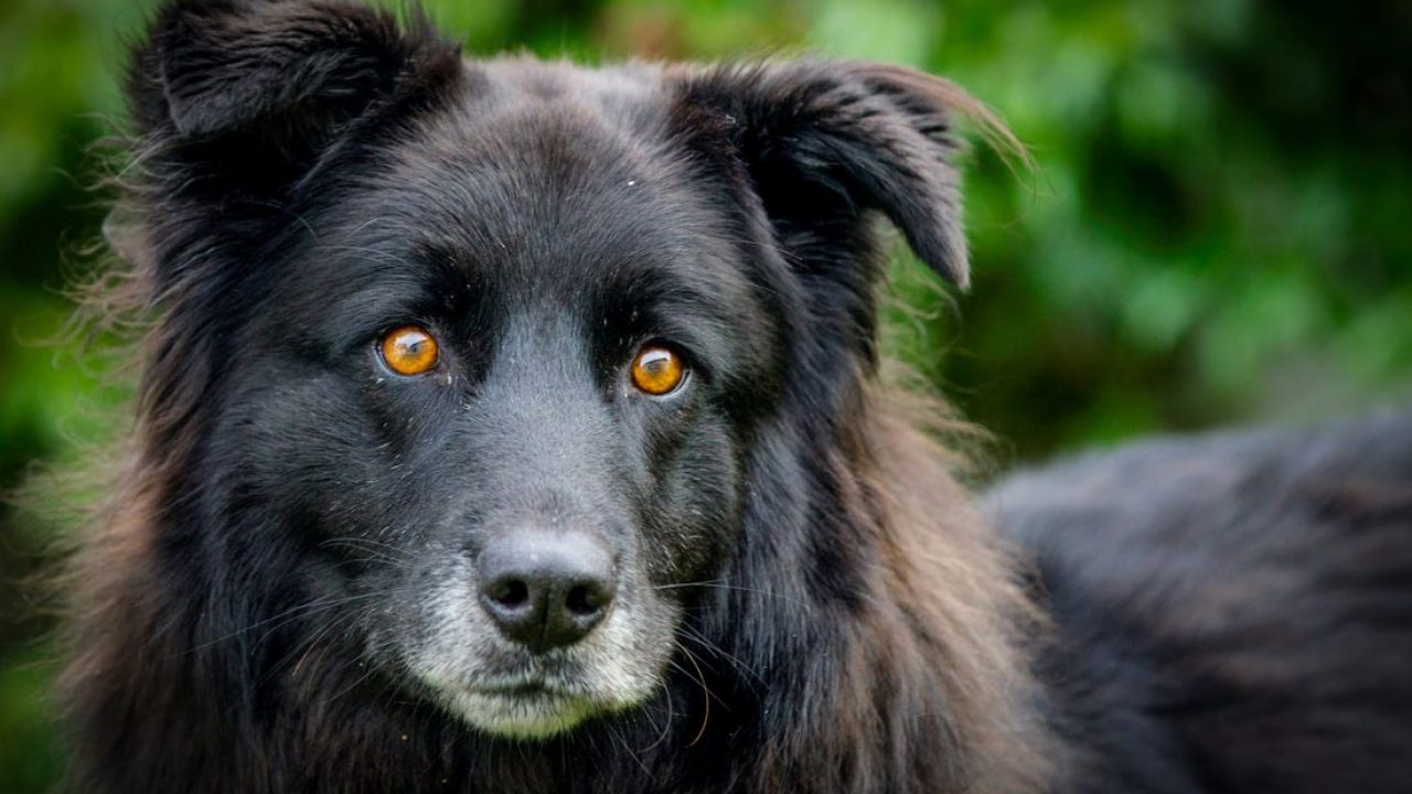 Sesso con il cane: denunciata una donna e la sua amica