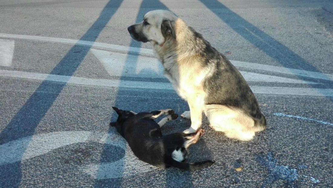 Cane veglia per ore il suo amico investito: il traffico si blocca in segno di rispetto