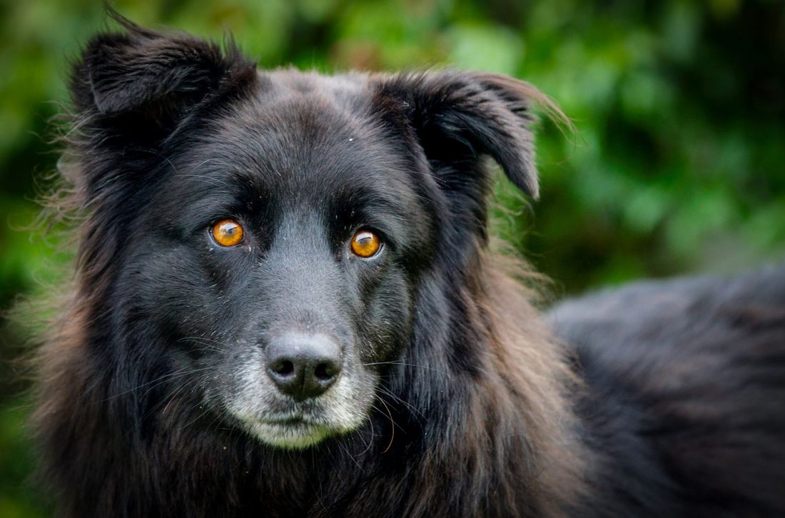 Lei e l'amica fanno (e offrono) sesso con il cane: denunciate per maltrattamento animali