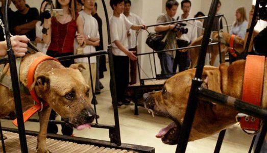 Cani che ringhiano in mostra: l'opera d'arte che fa discutere [VIDEO]