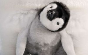 I primi passi di un cucciolo di pinguino [VIDEO]