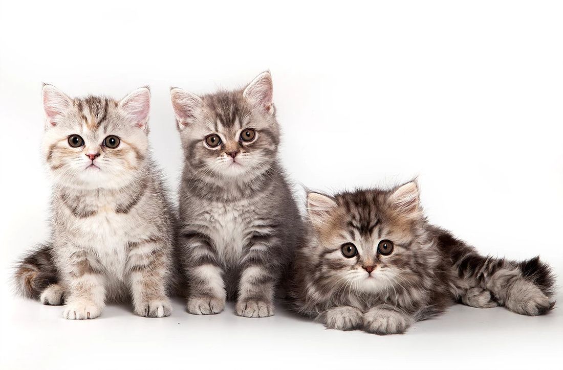 “I gatti sono animali meravigliosi. Conoscerli per amarli e rispettarli”: al via la seconda edizione del Festival dei Gatti