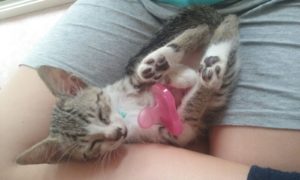 “Caro amico ti scrivo…”: Il pisolino di metà mattino del gatto "bambino"
