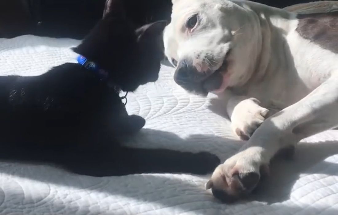 Una pitbull per mamma [VIDEO]
