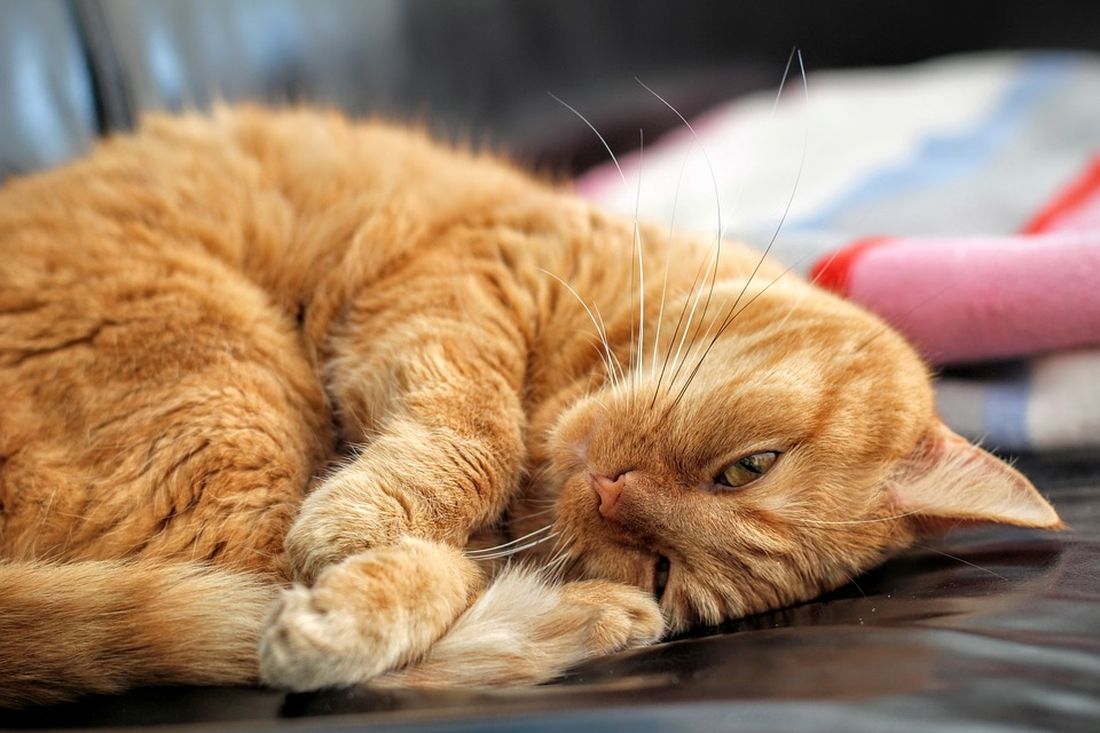 Un gatto davvero coccolone [VIDEO]