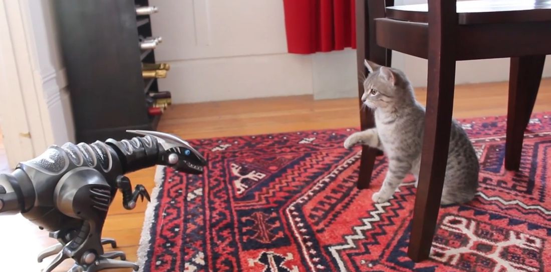 Gatto vs dinosauro [VIDEO]