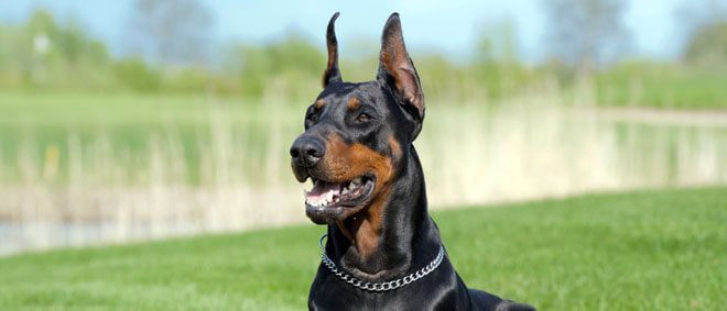 Cani da guardia: le 5 razze migliori