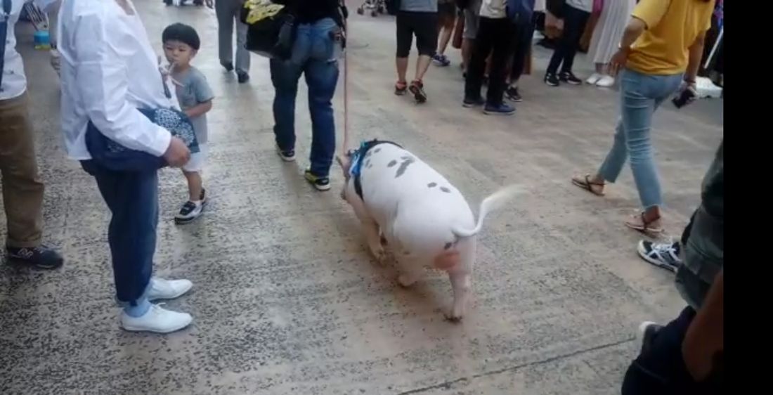 “Caro amico ti scrivo…”: maialino passeggia per le strade di Tokyo [VIDEO]
