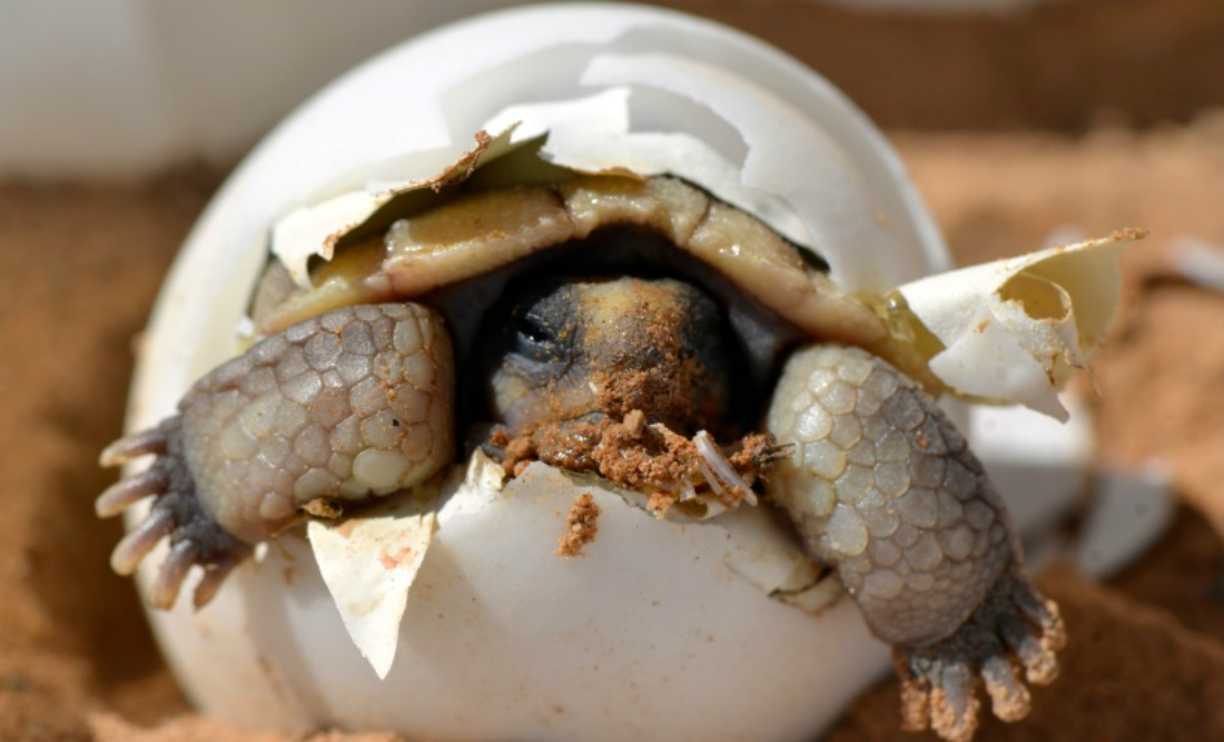 Uova di tartaruga: quando avviene la schiusa