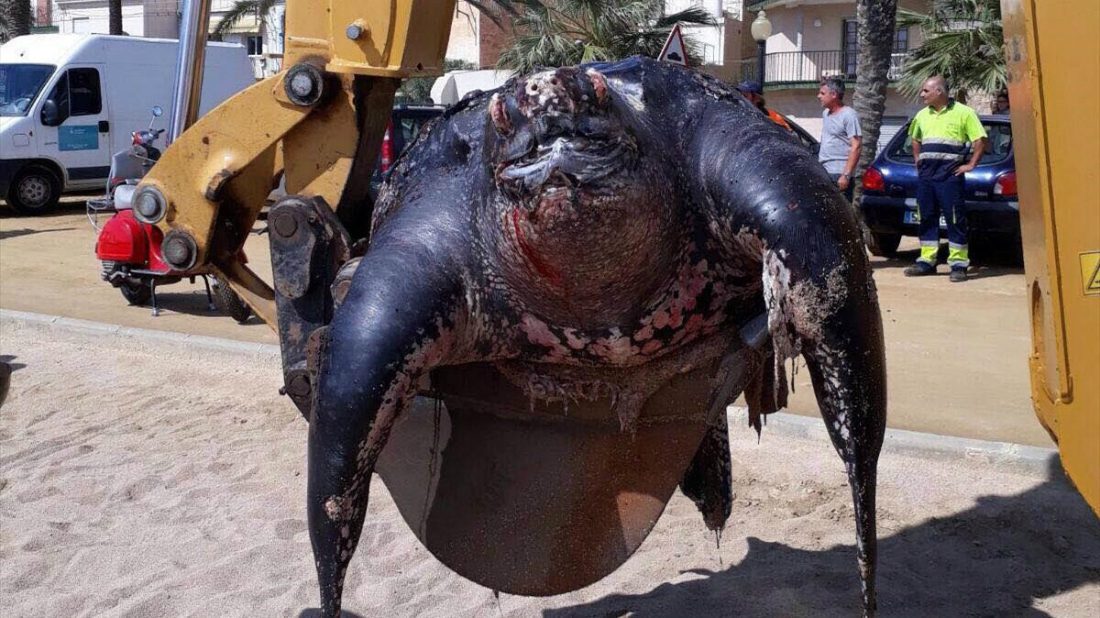 Tartaruga gigante spiaggiata a Barcellona: un esemplare dalle dimensioni record [VIDEO]