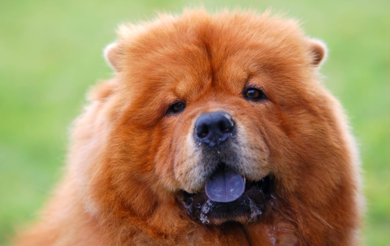 Lingua del Chow Chow: perché è blu
