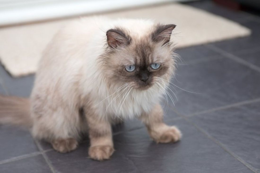 Il gatto era sparito in aeroporto e si erano perse completamente le tracce ma poi… [VIDEO]