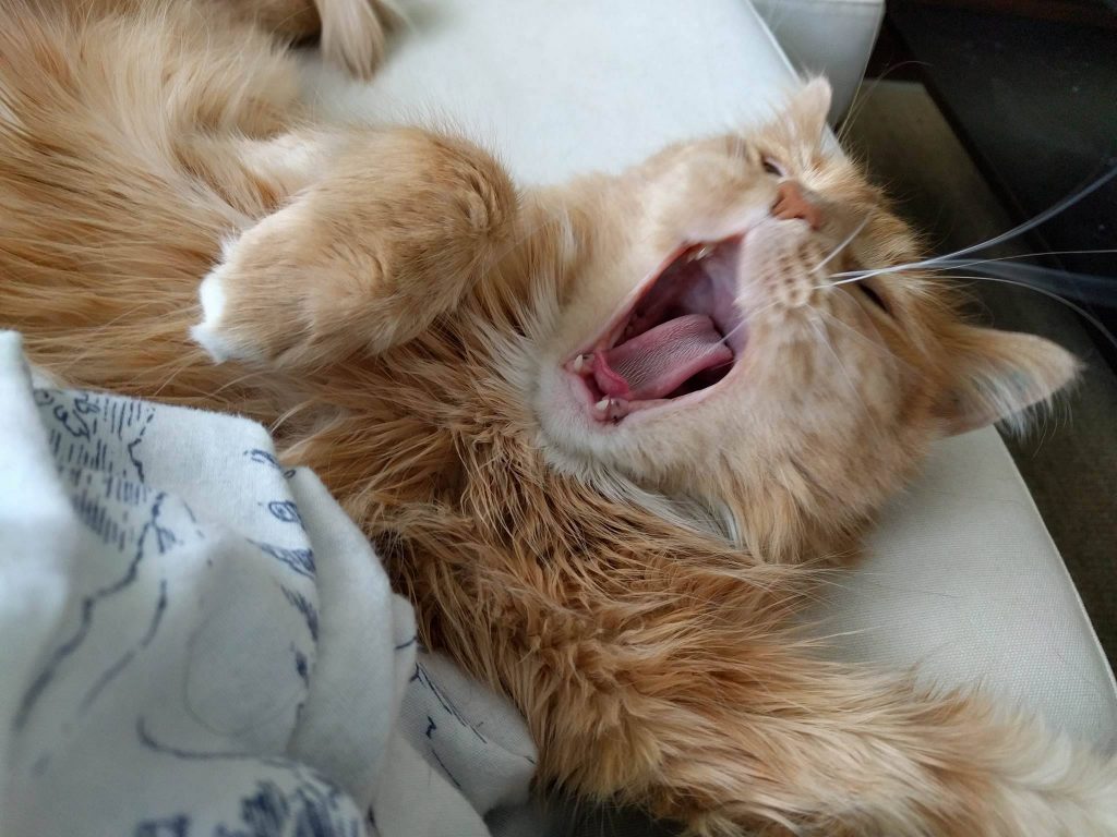Perché il gatto sbadiglia?
